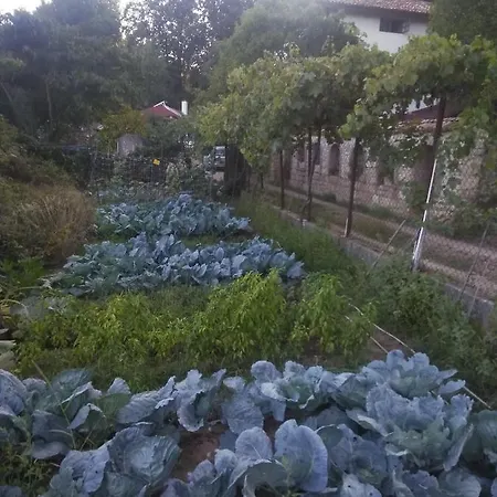 招待所 纳斯科别墅旅馆