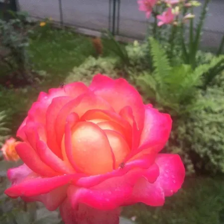 纳斯科别墅旅馆 * 金沙