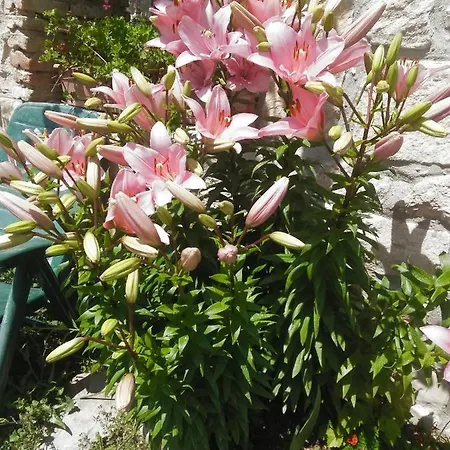 纳斯科别墅旅馆