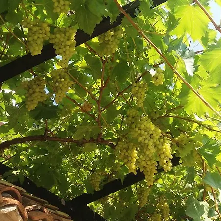 招待所 纳斯科别墅旅馆 金沙