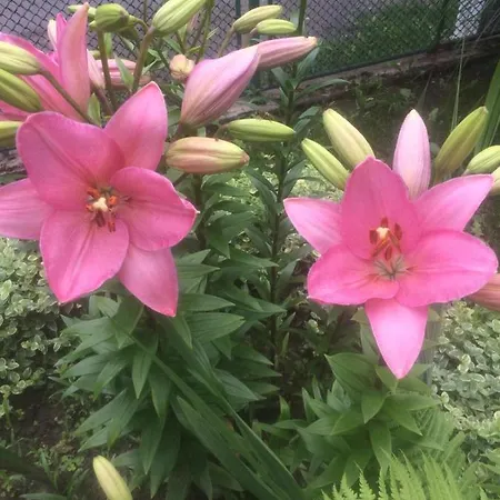 Гостевой дом Nasco