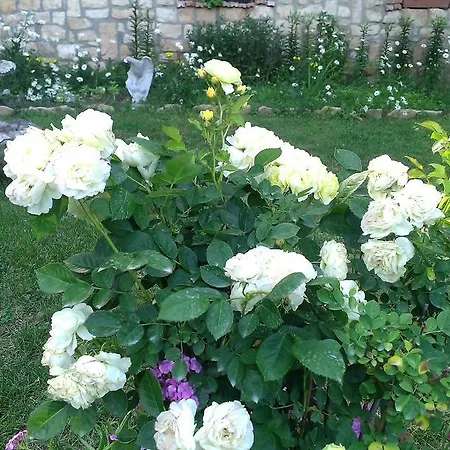 Гостевой дом Nasco Золотые Пески