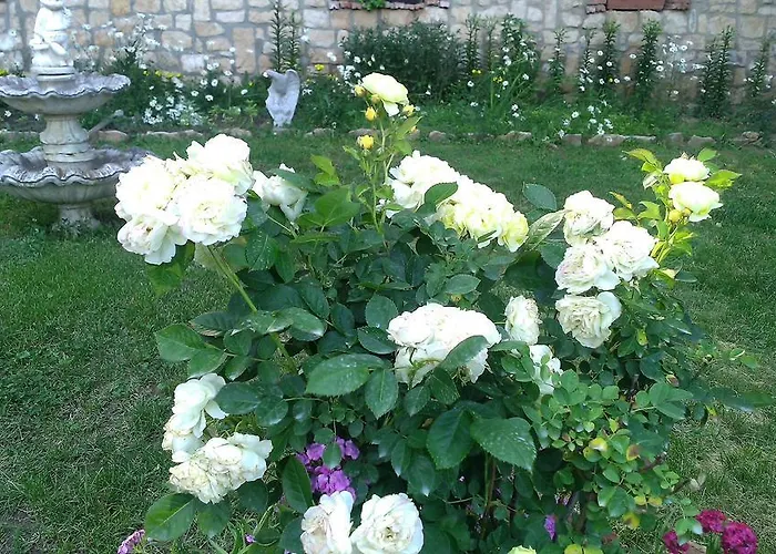 Vendégház Nasco Aranyhomok