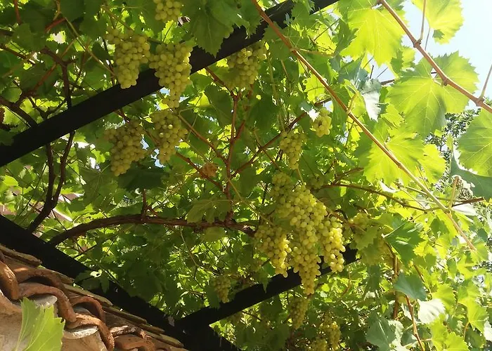 Vendégház Nasco Aranyhomok